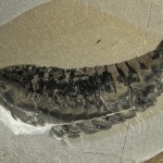 fossil