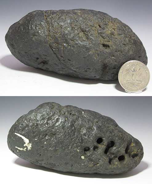 shark coprolite