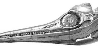 Ichthyosaur Skull