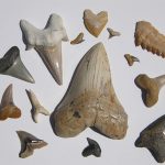 Various fossilized shark teeth