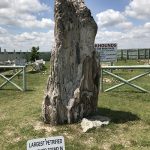 PetrifiedWood