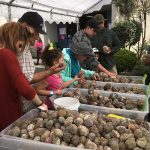 Selecting Geodes