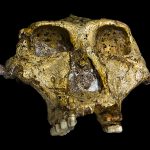 Paranthropus robustus SK-48