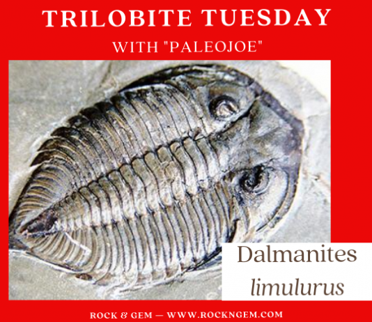 Trilobite Tuesday: Dalmanites limulurus | Rock & Gem Magazine