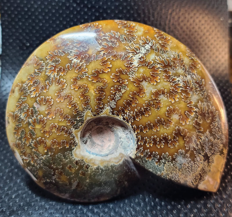 What to Cut – Fossil Ammonites | Rock & Gem Magazine