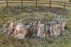 large petrified tree stump in fossil beds national monument considered one of the best national parks