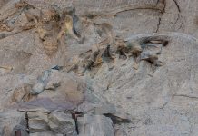 excavated dinosaur bones at dinosaur national monument one of the best national parks for fossil viewing