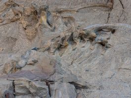 excavated dinosaur bones at dinosaur national monument one of the best national parks for fossil viewing