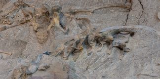 excavated dinosaur bones at dinosaur national monument one of the best national parks for fossil viewing