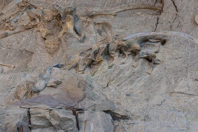 excavated dinosaur bones at dinosaur national monument one of the best national parks for fossil viewing