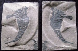 new york state fossil eurypterus remipes