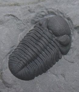 pennsylvania state fossil phacops trilobite