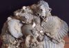 virginia state fossil chesapecten jeffersonius