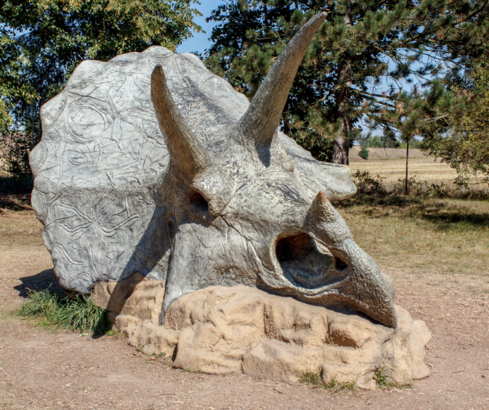 triceratops-fossil