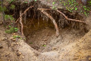 tree roots and open hole at crystal park