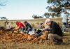 people digging for microfossils in a field