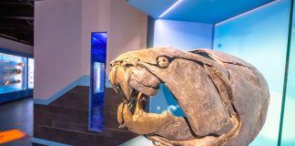 dunkleosteus at the royal tyrrell museum