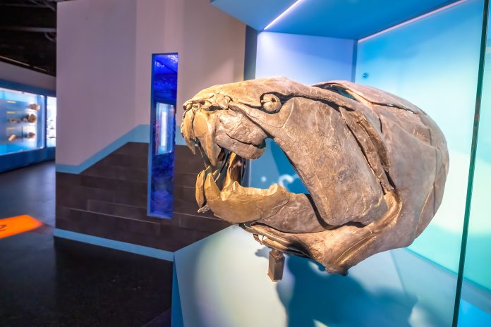 dunkleosteus at the royal tyrrell museum