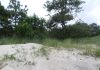 sand dune with forest behind it