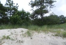 sand dune with forest behind it