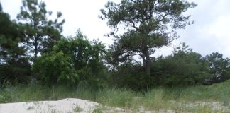 sand dune with forest behind it