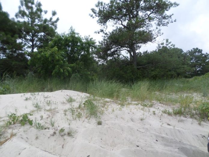 sand dune with forest behind it