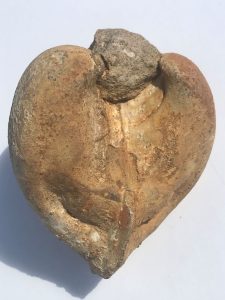 heart shaped stones include this fossil clam that is heart shaped