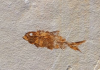 fossil fish from kemmerer wyoming