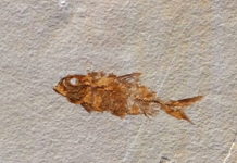 fossil fish from kemmerer wyoming