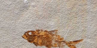 fossil fish from kemmerer wyoming