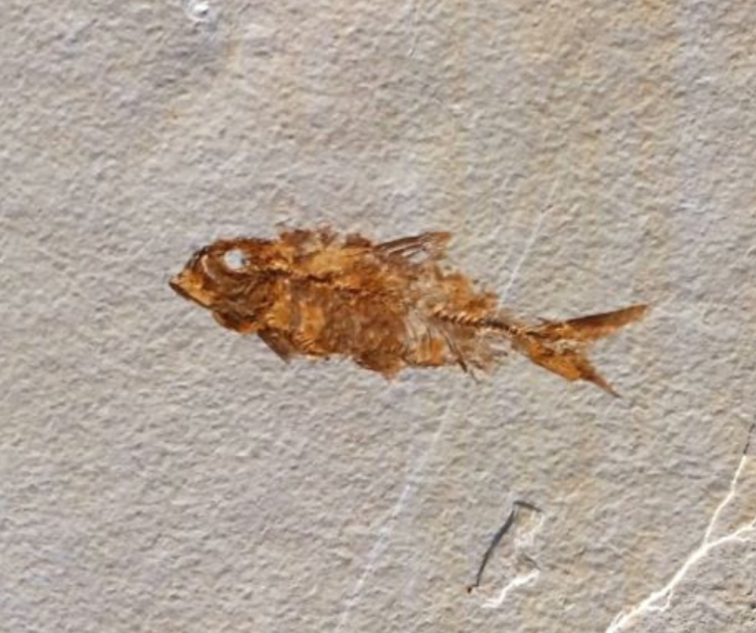 fossil fish from kemmerer wyoming